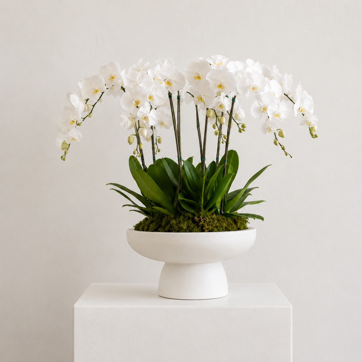 The Orchid — white orchid plant by Maison Bloom, Bali